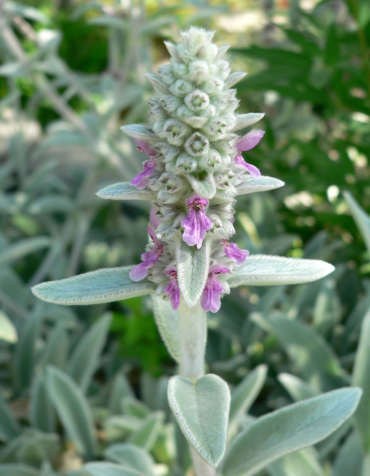 Stachys byzantina
