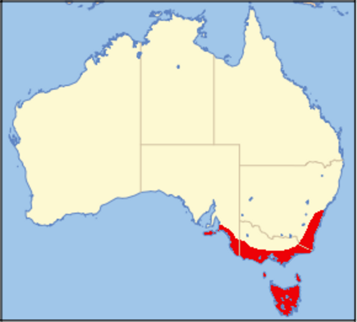Stagonopleura bella range.png