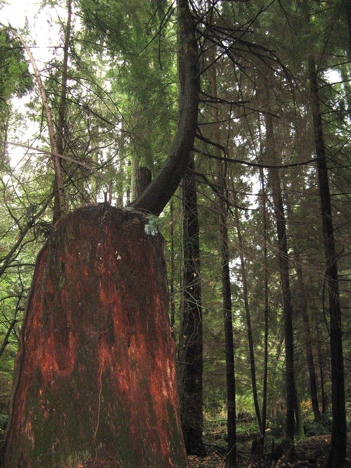 Forêt secondaire