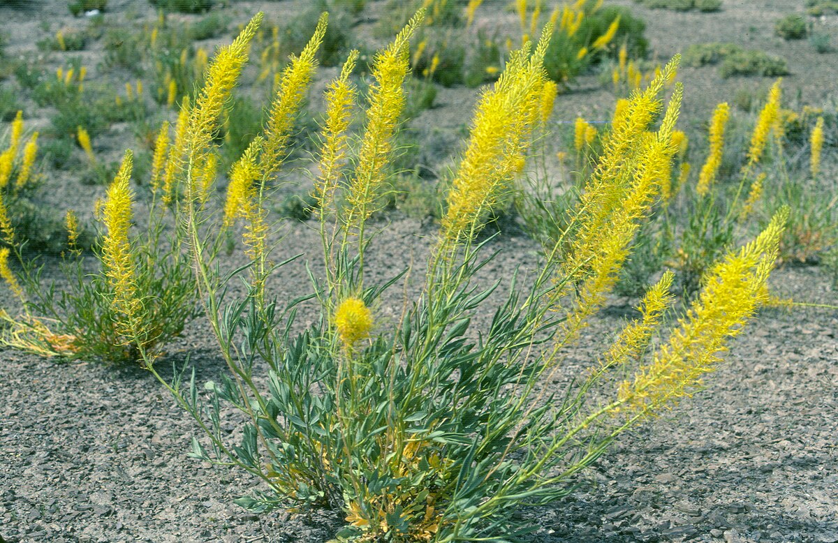 Stanleya pinnata