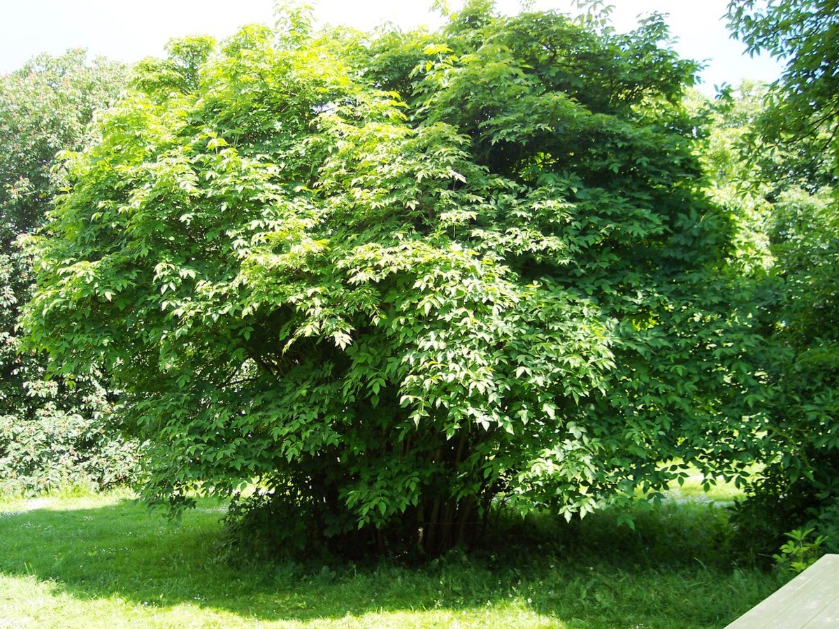 Staphyleaceae