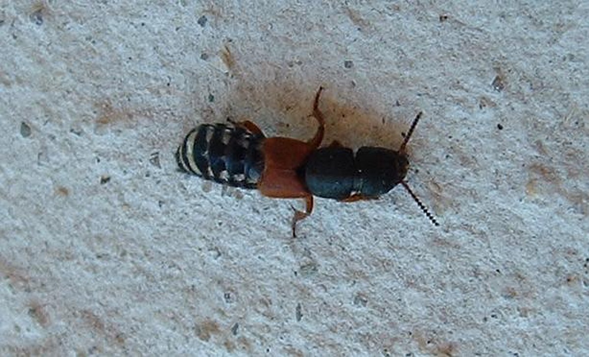 Platydracus