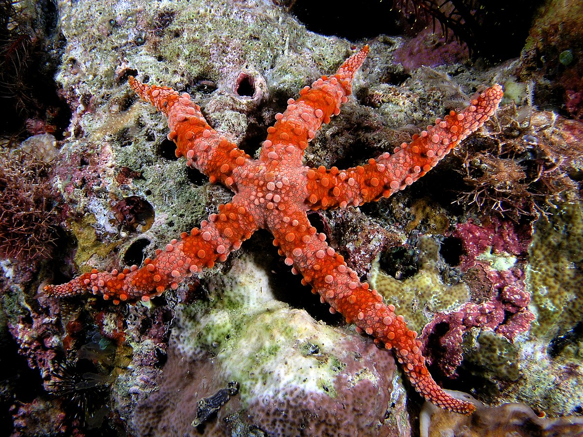 Echinodermata