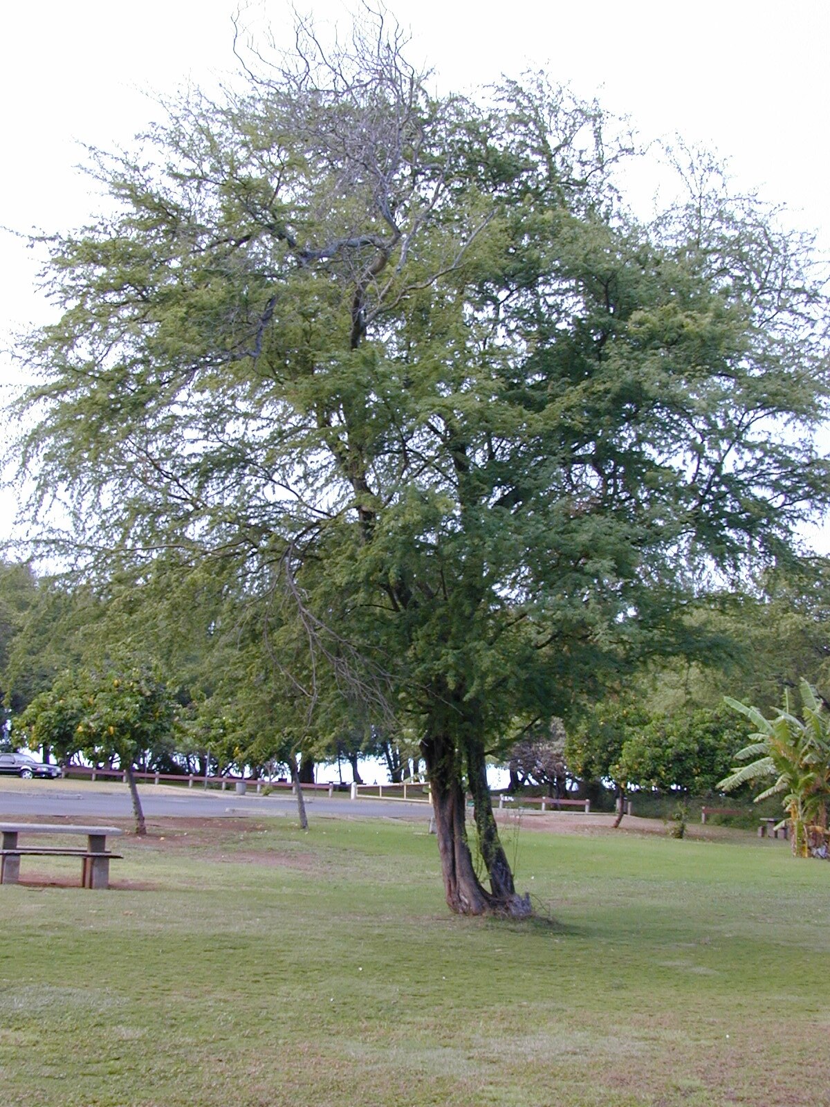 Prosopis pallida