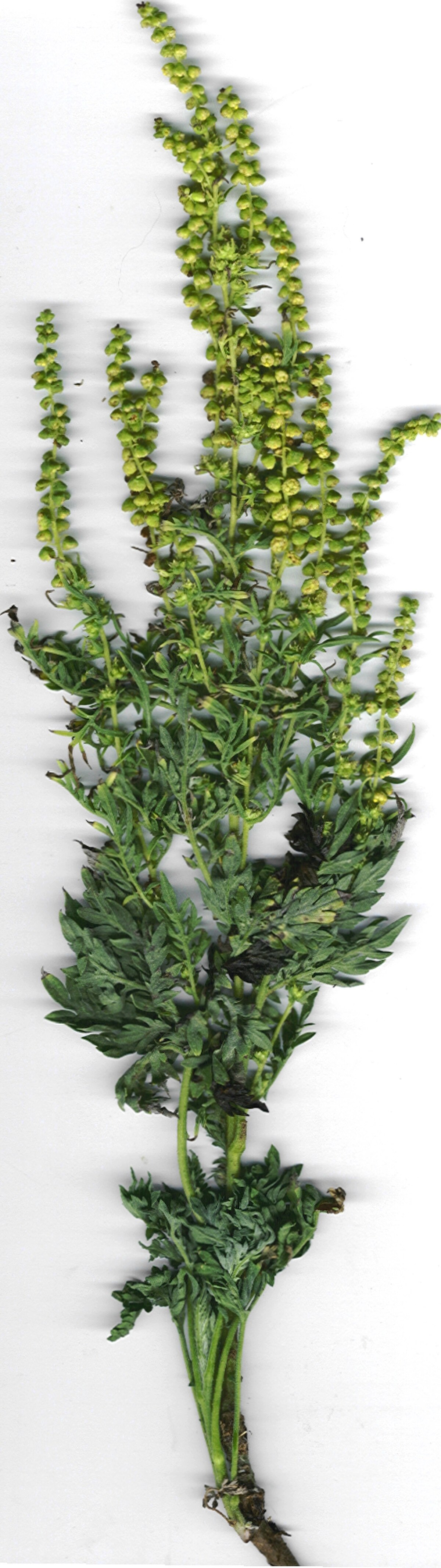 Ambrosia (plante)