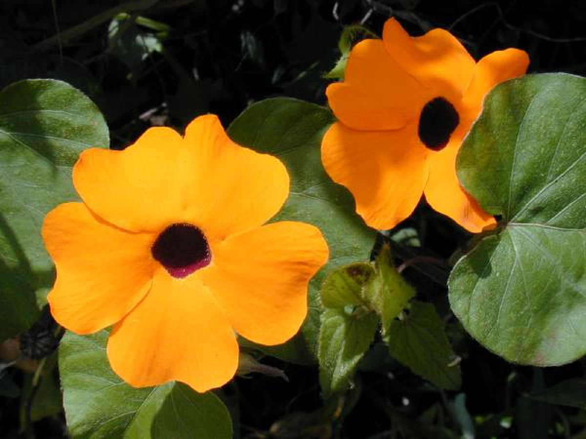 Starr 010419 0035 thunbergia alata.jpg