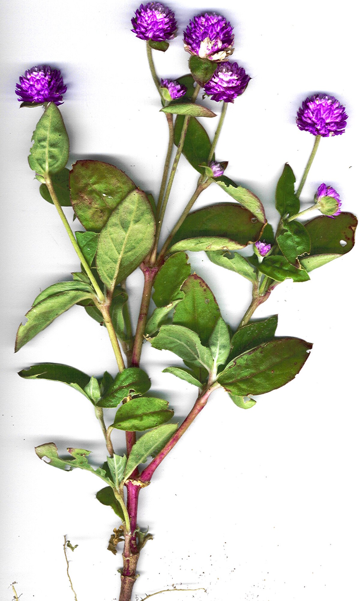 Gomphrena