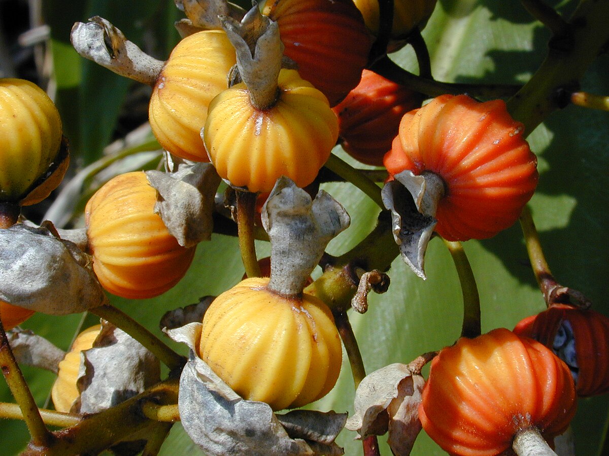 Alpinia