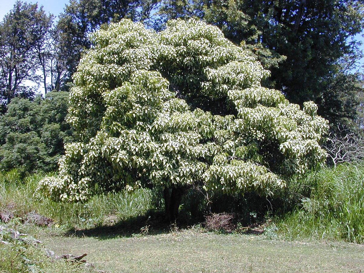 Aleurites moluccana