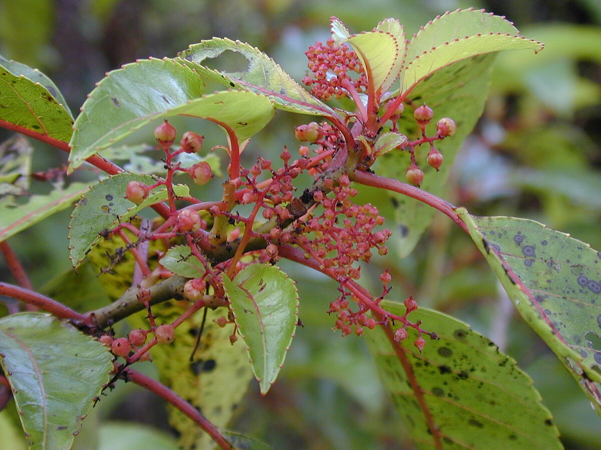 Dipentodontaceae