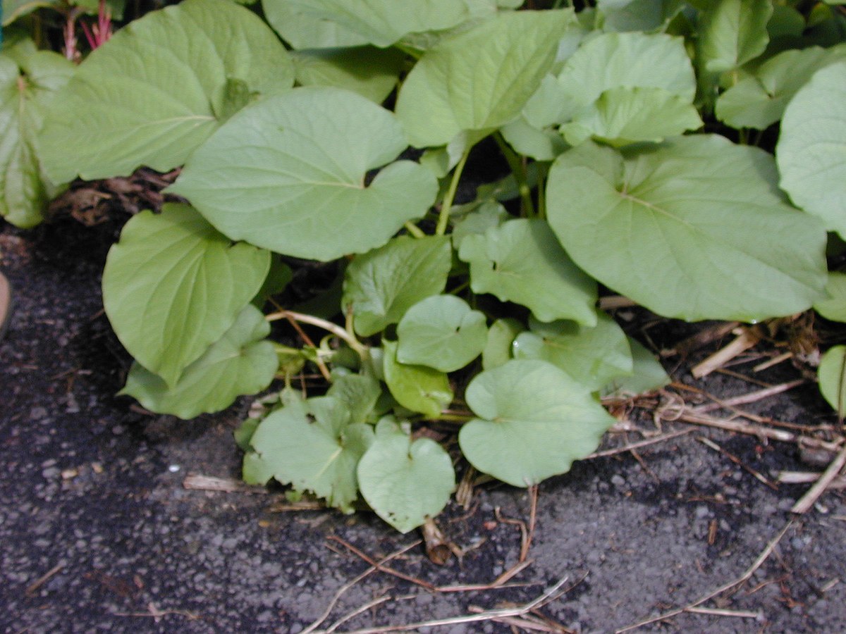 Piper auritum