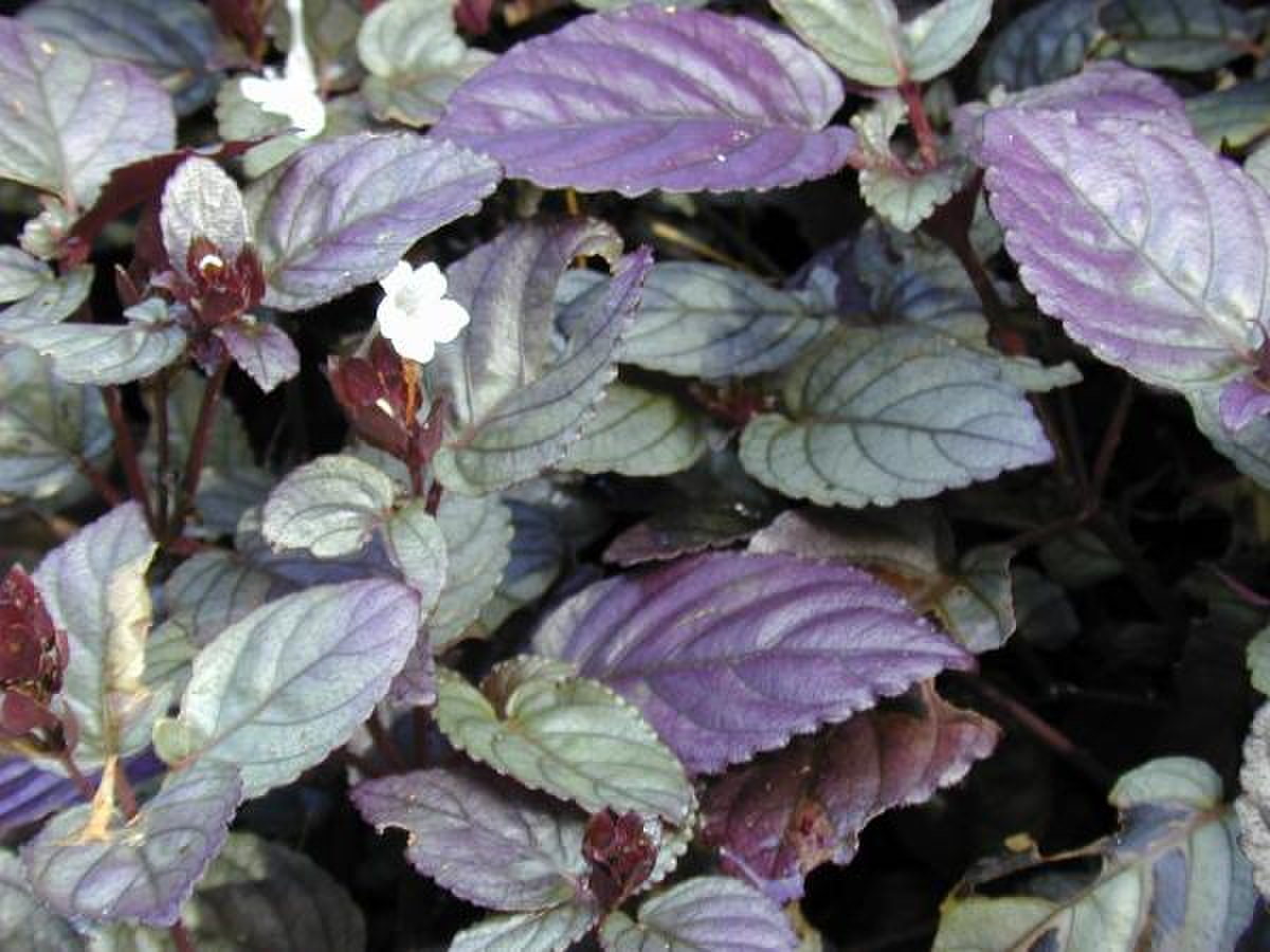 Strobilanthes