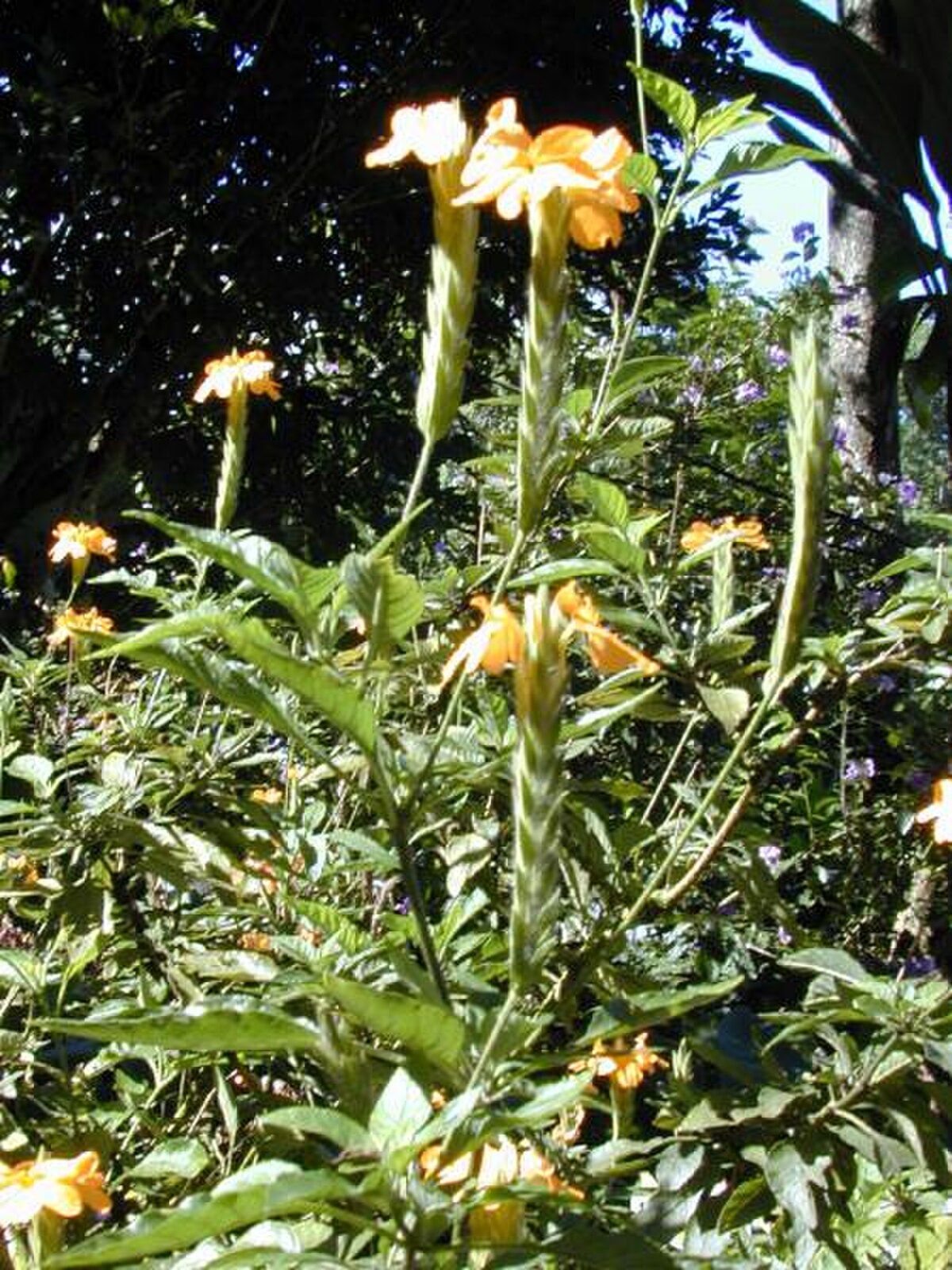 Crossandra
