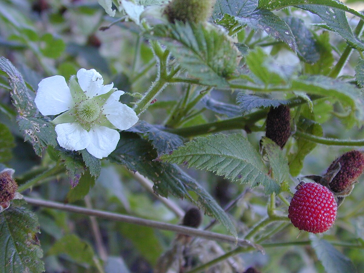 Rubus rosifolius