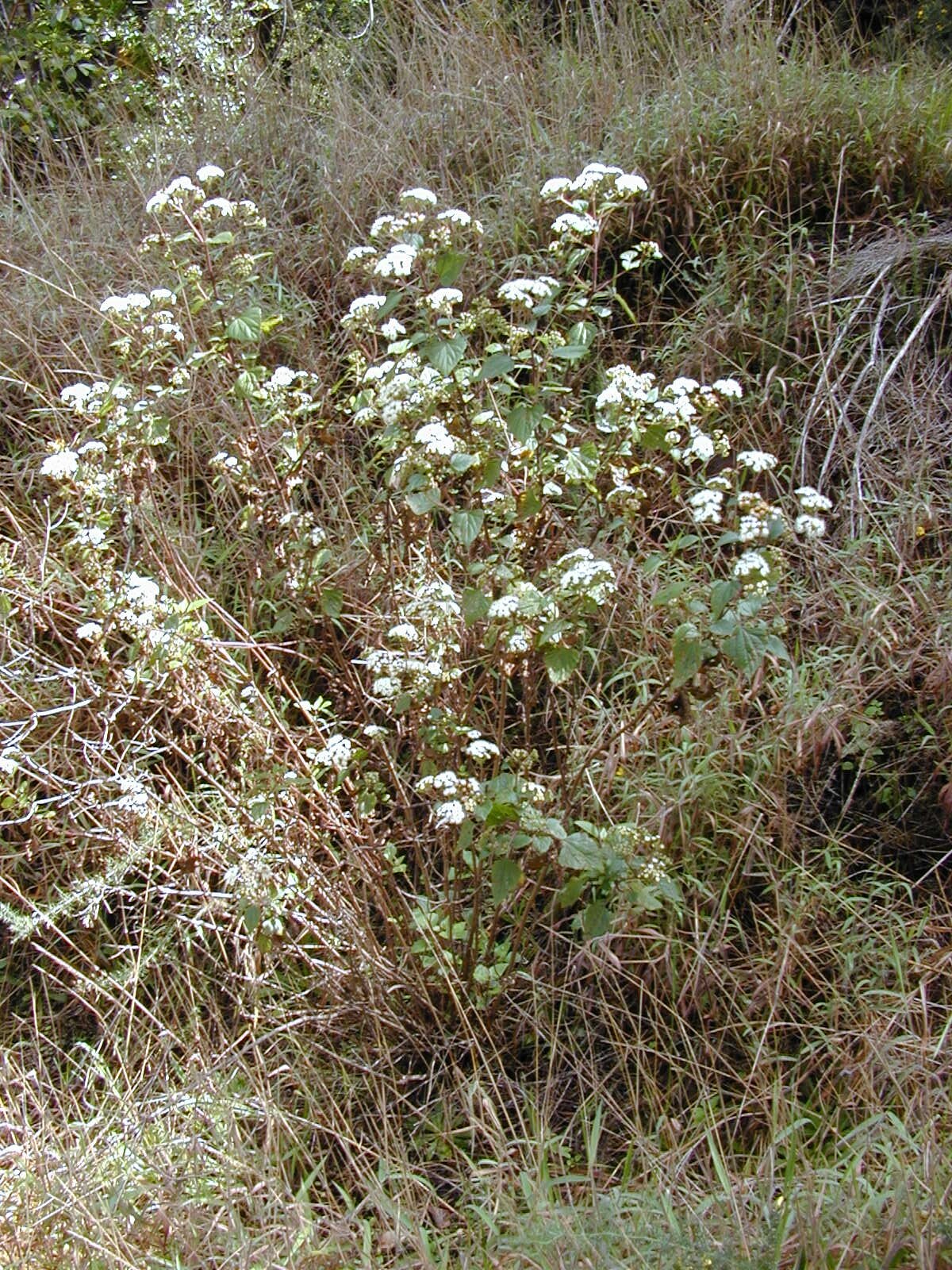 Ageratina