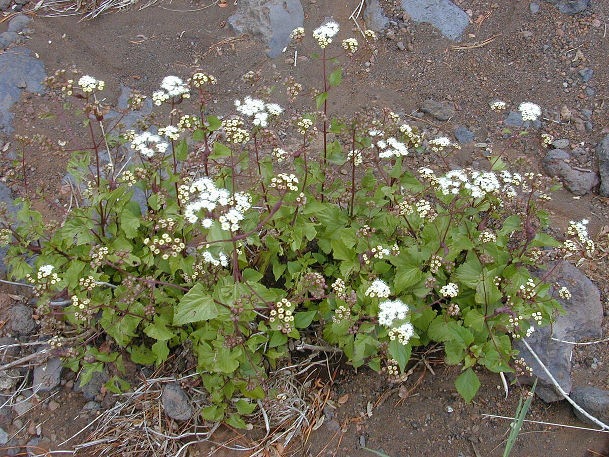 Ageratina adenophora