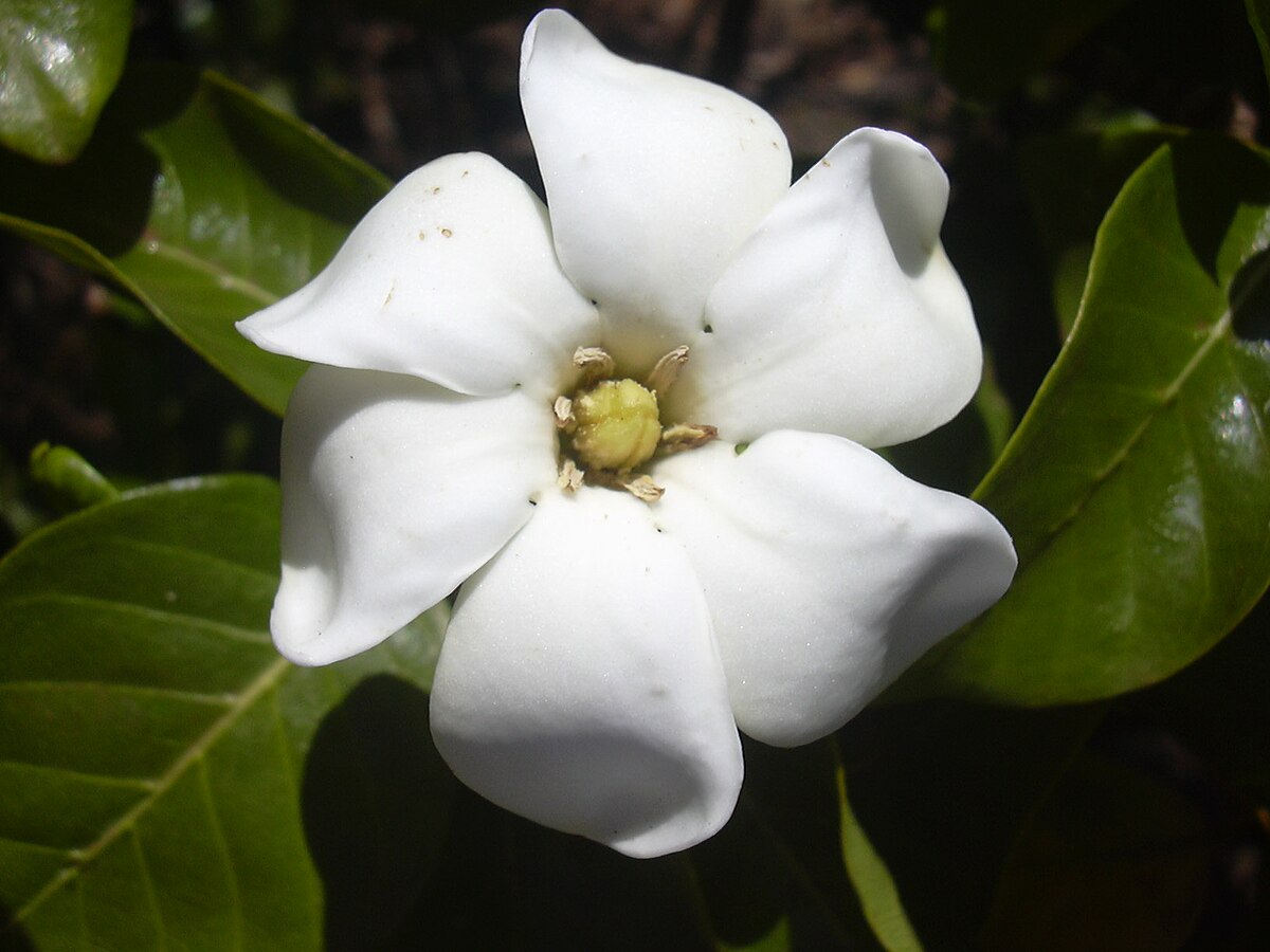 Gardénia