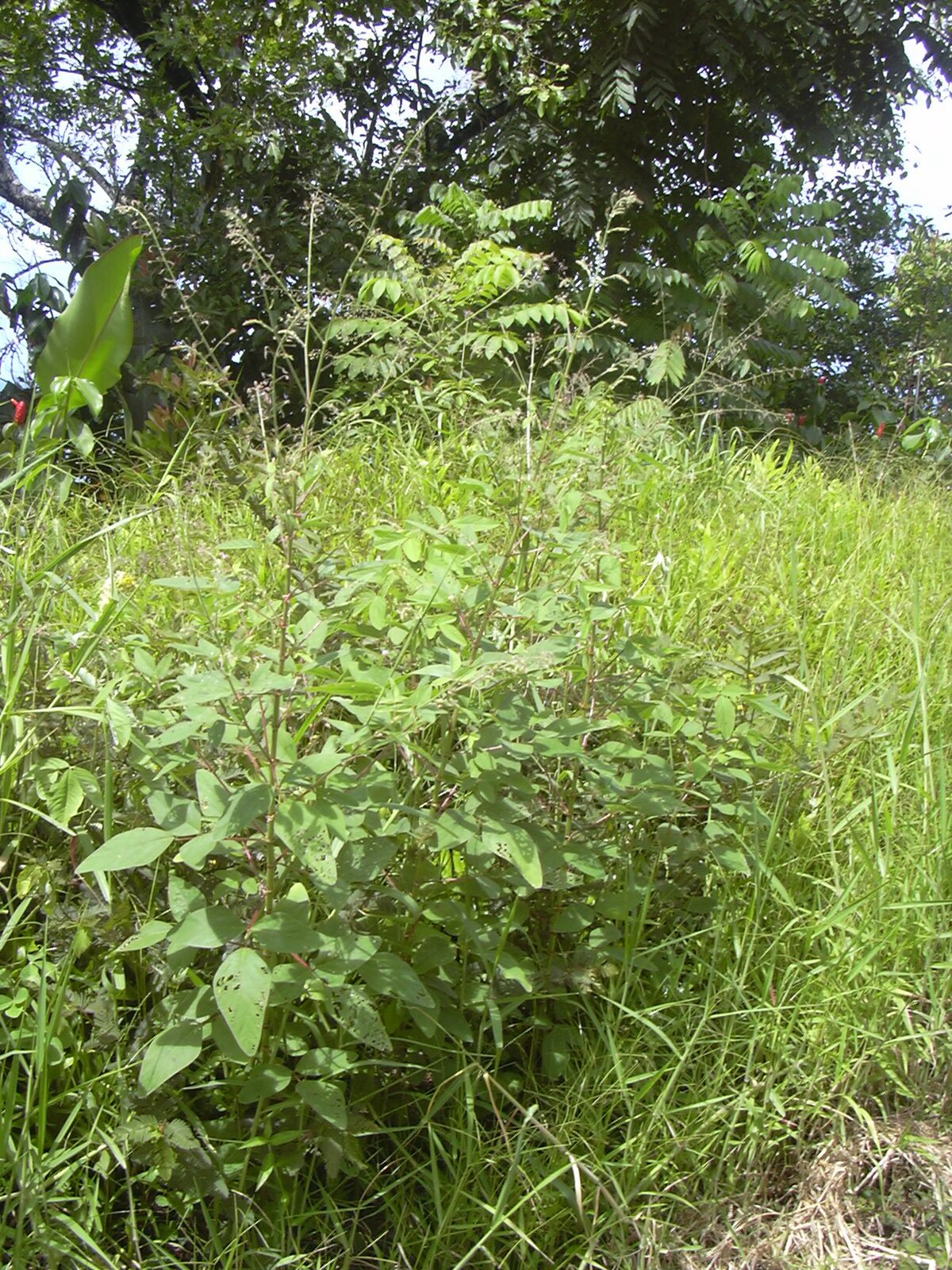 Desmodium
