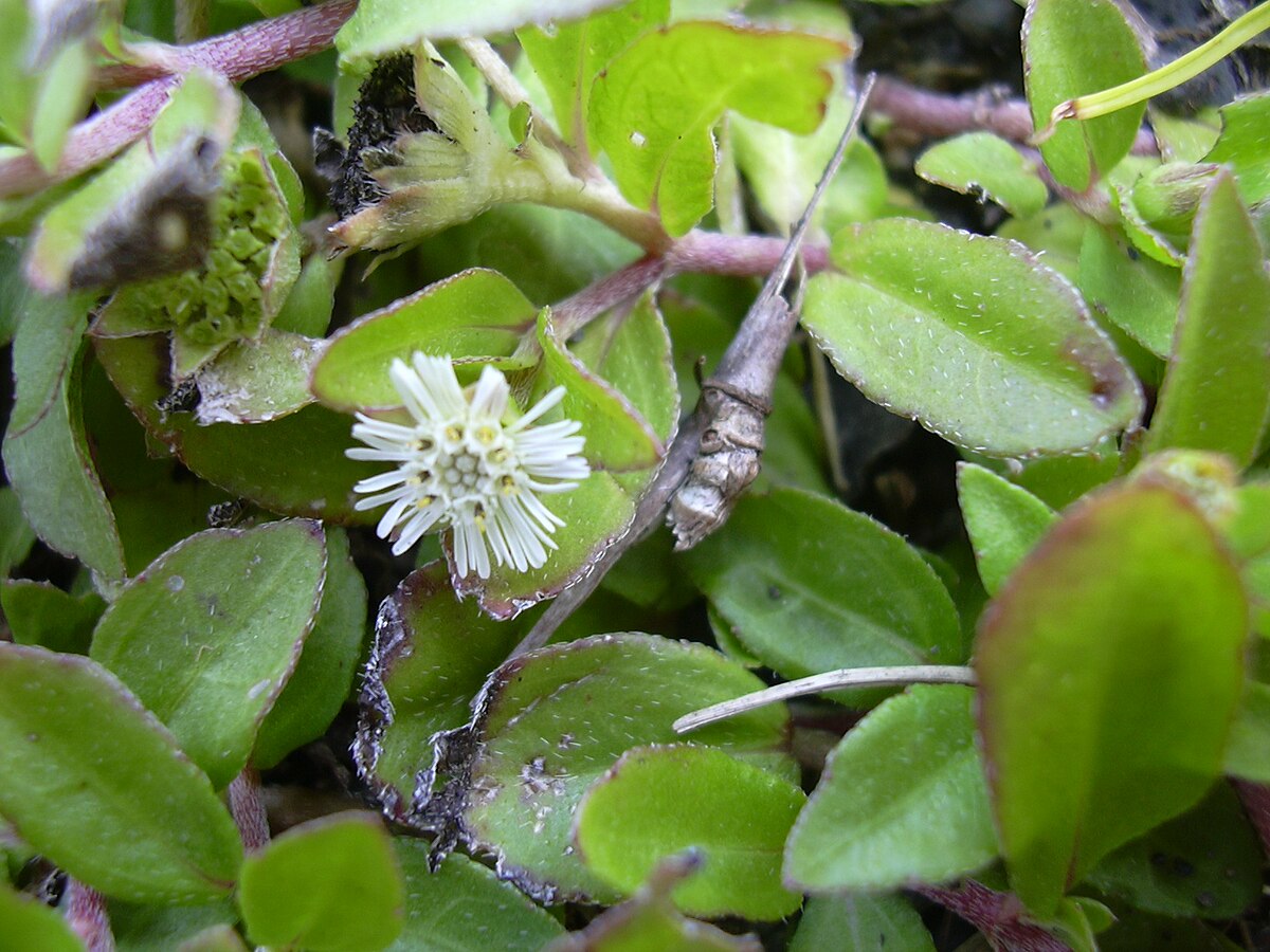 Mahakanni