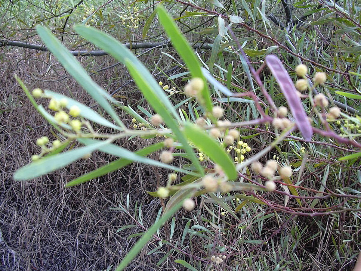Starr 031114-0009 Acacia retinodes.jpg