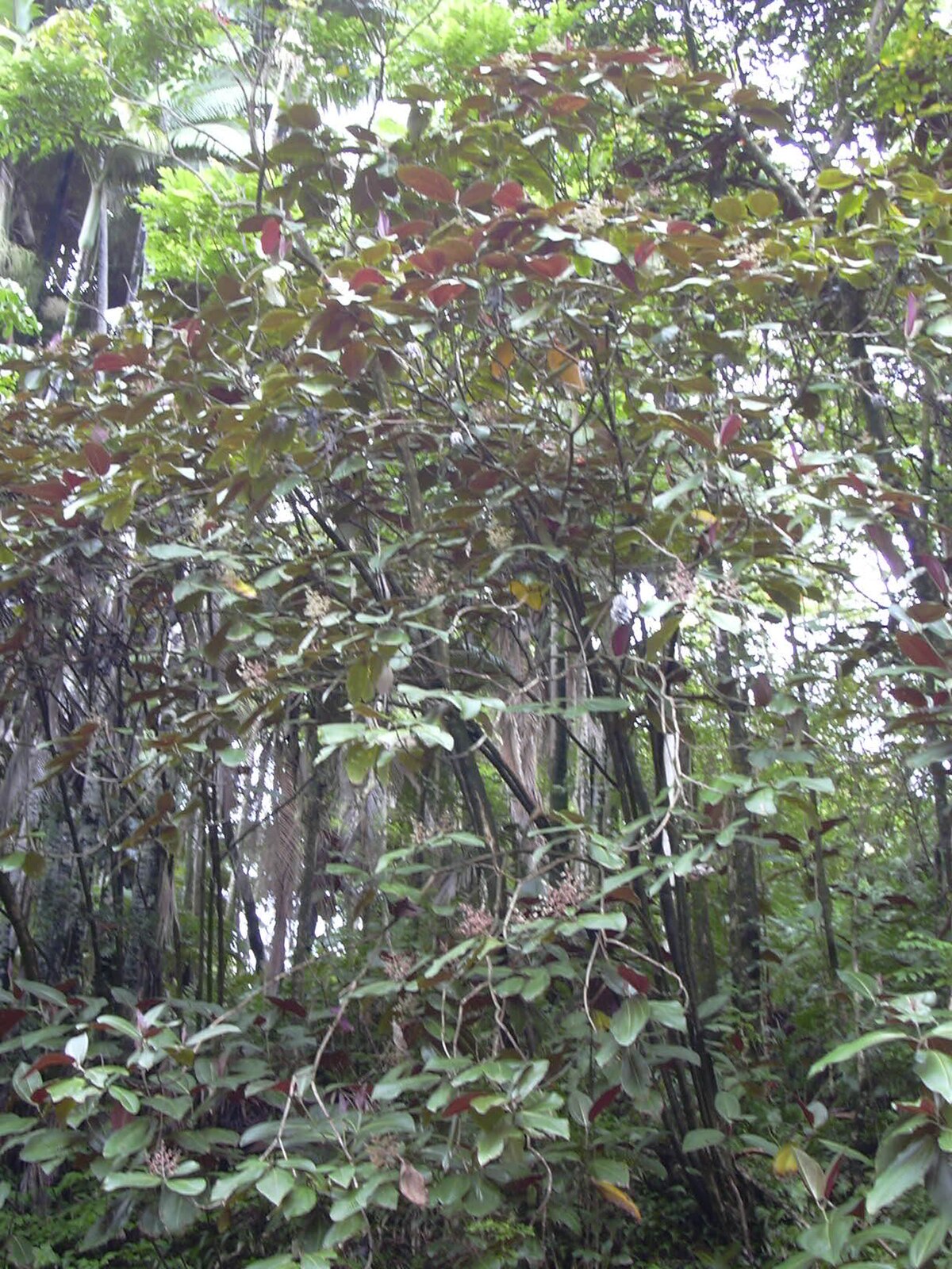 Miconia
