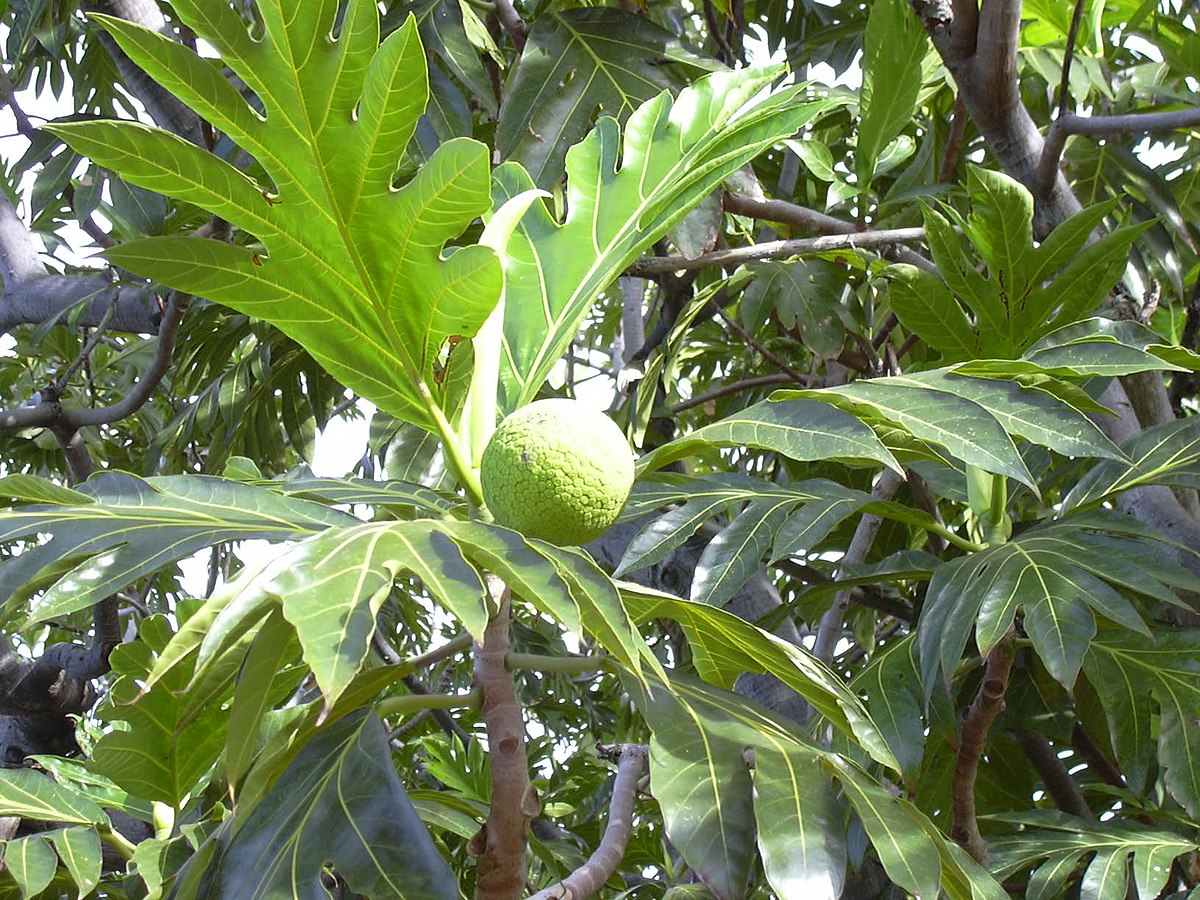Artocarpus