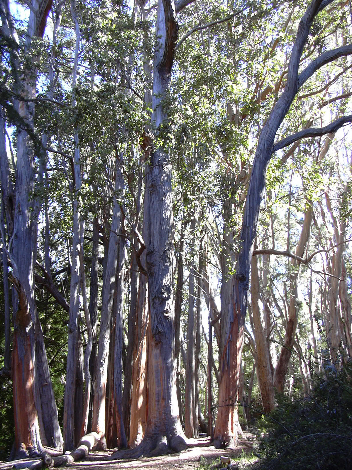 Eucalyptus obliqua