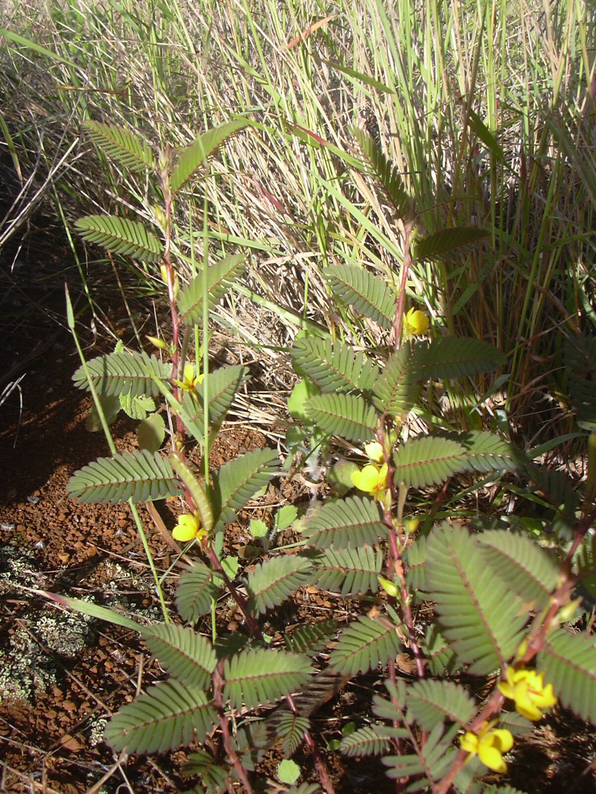 Chamaecrista