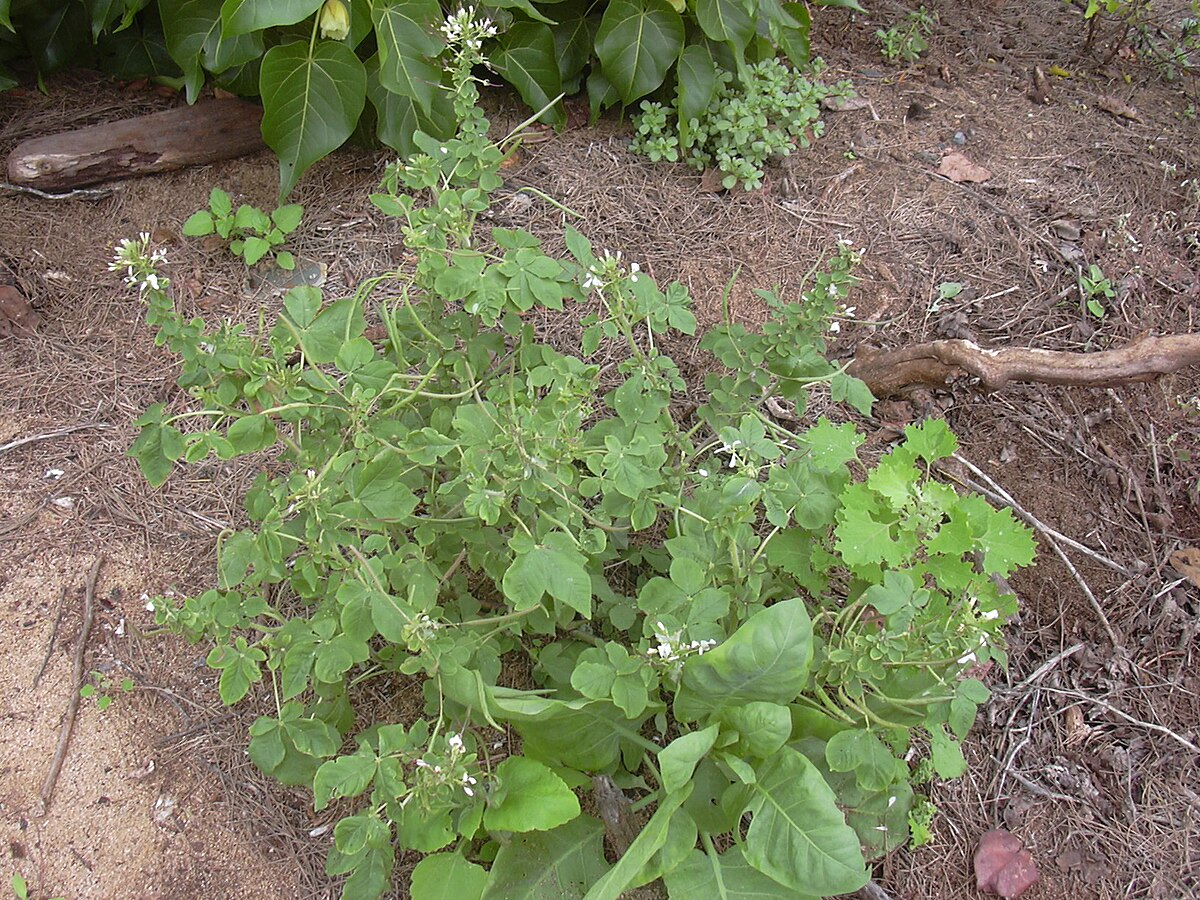 Cleome gynandra
