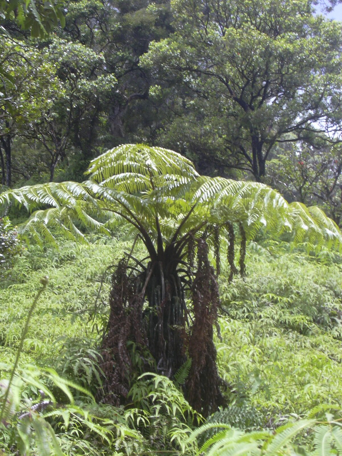 Cibotium