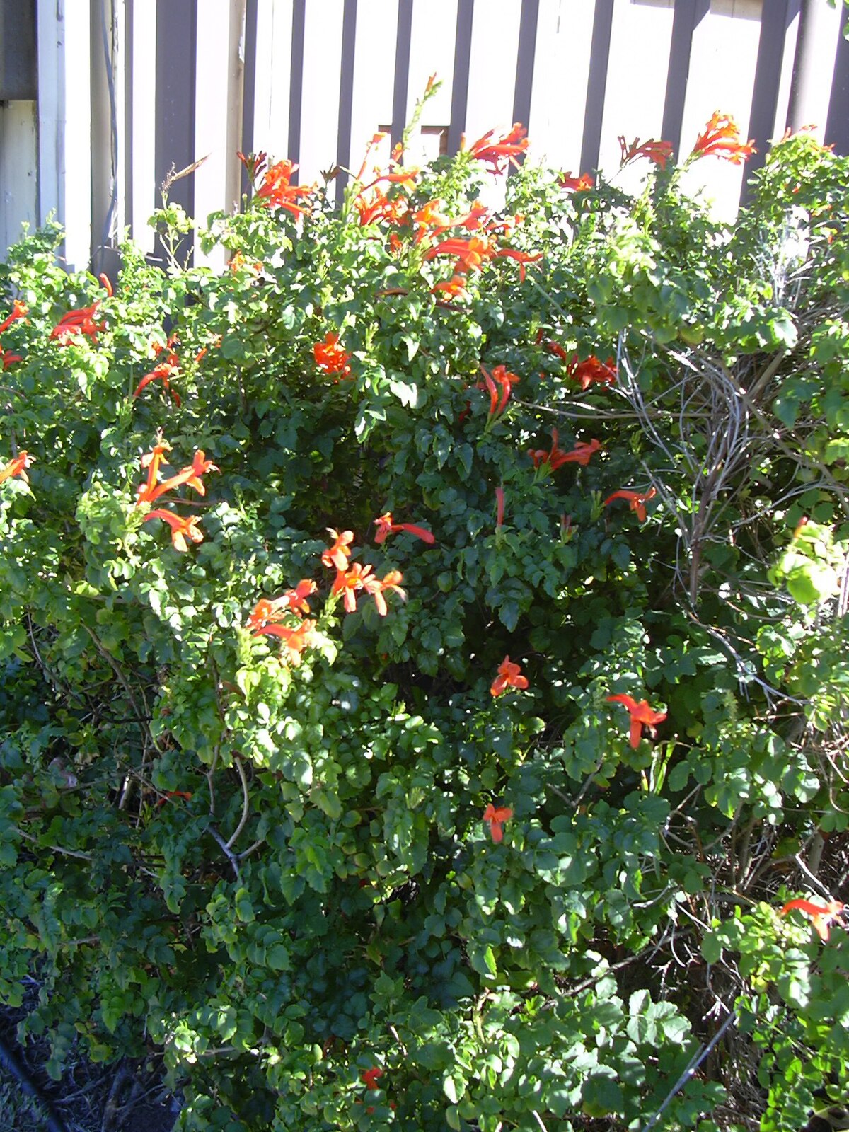 Tecoma capensis