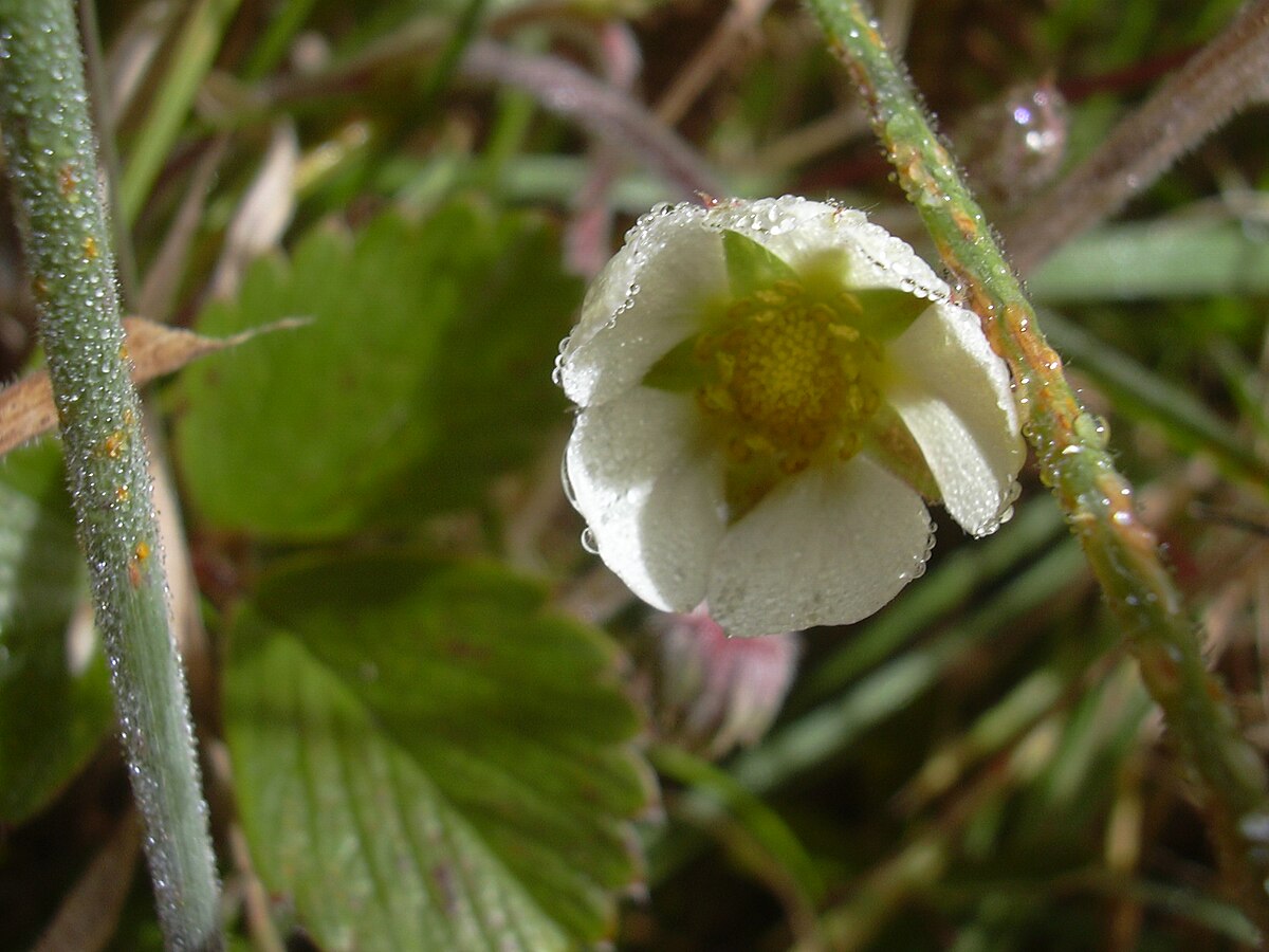 Fragaria chiloensis