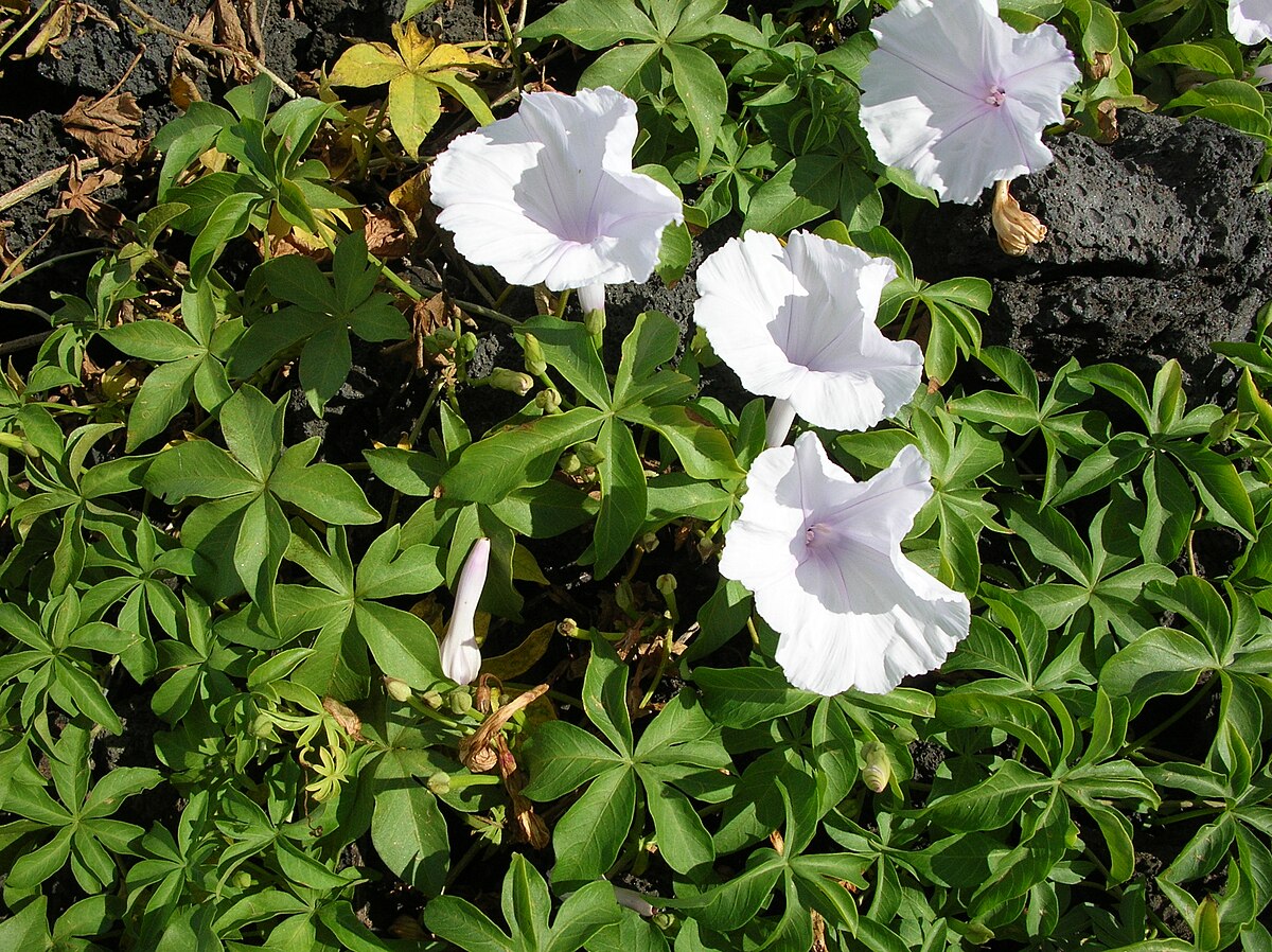 Ipomoea cairica