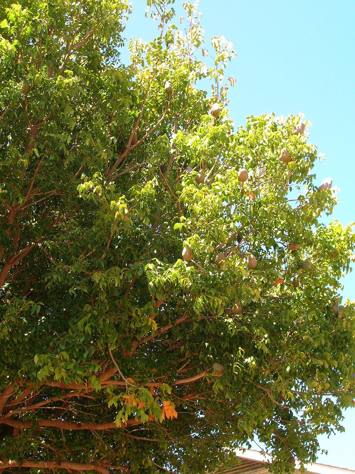Swietenia macrophylla