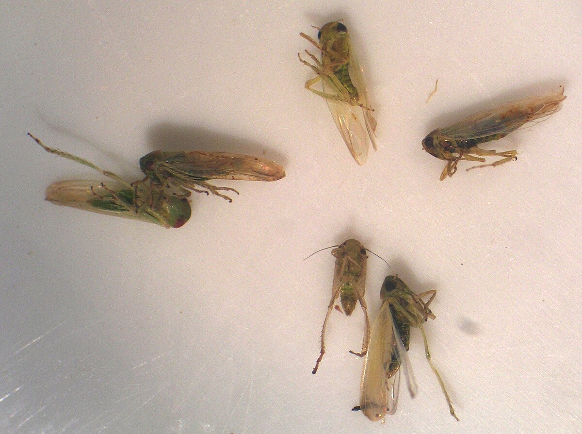 Deltocephalinae