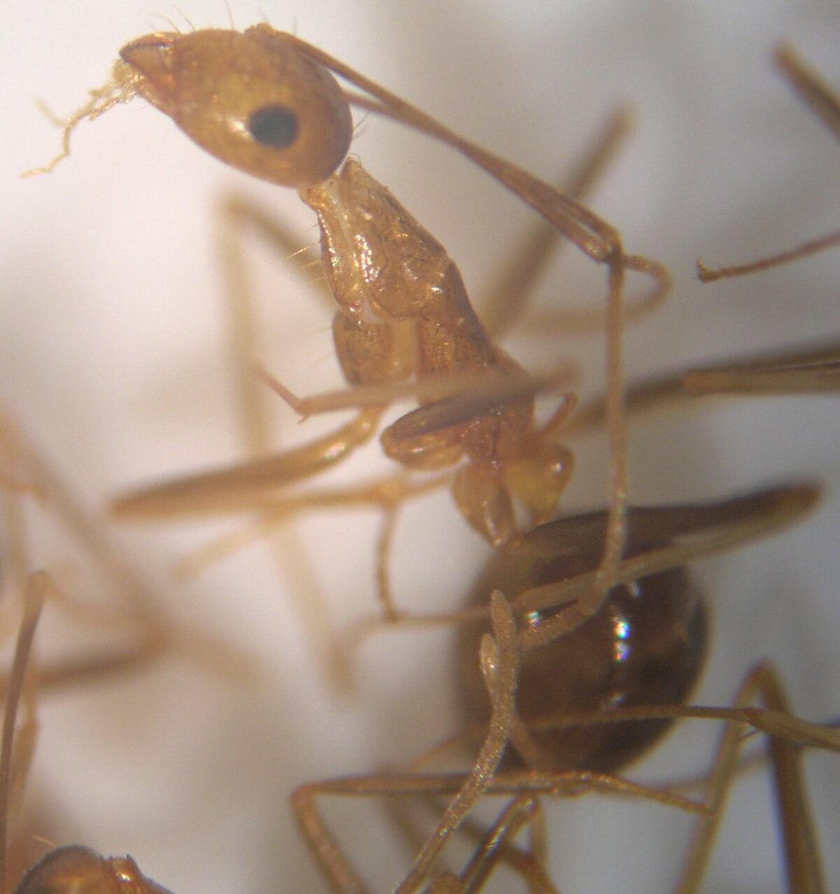 Anoplolepis