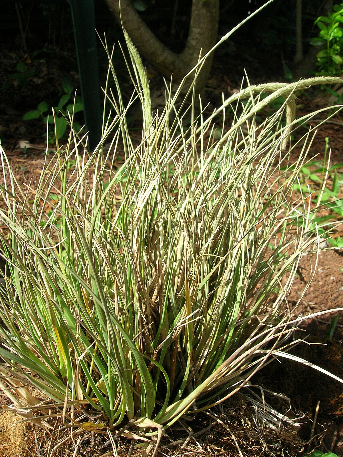 Trisetum