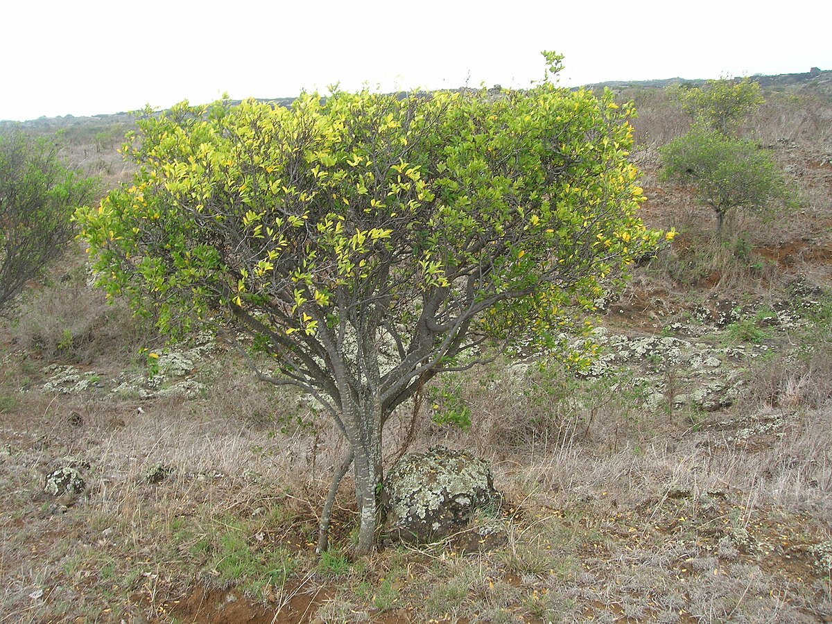 Wikstroemia
