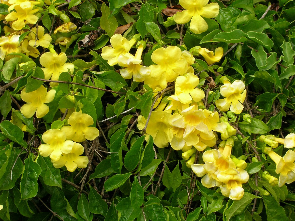Macfadyena