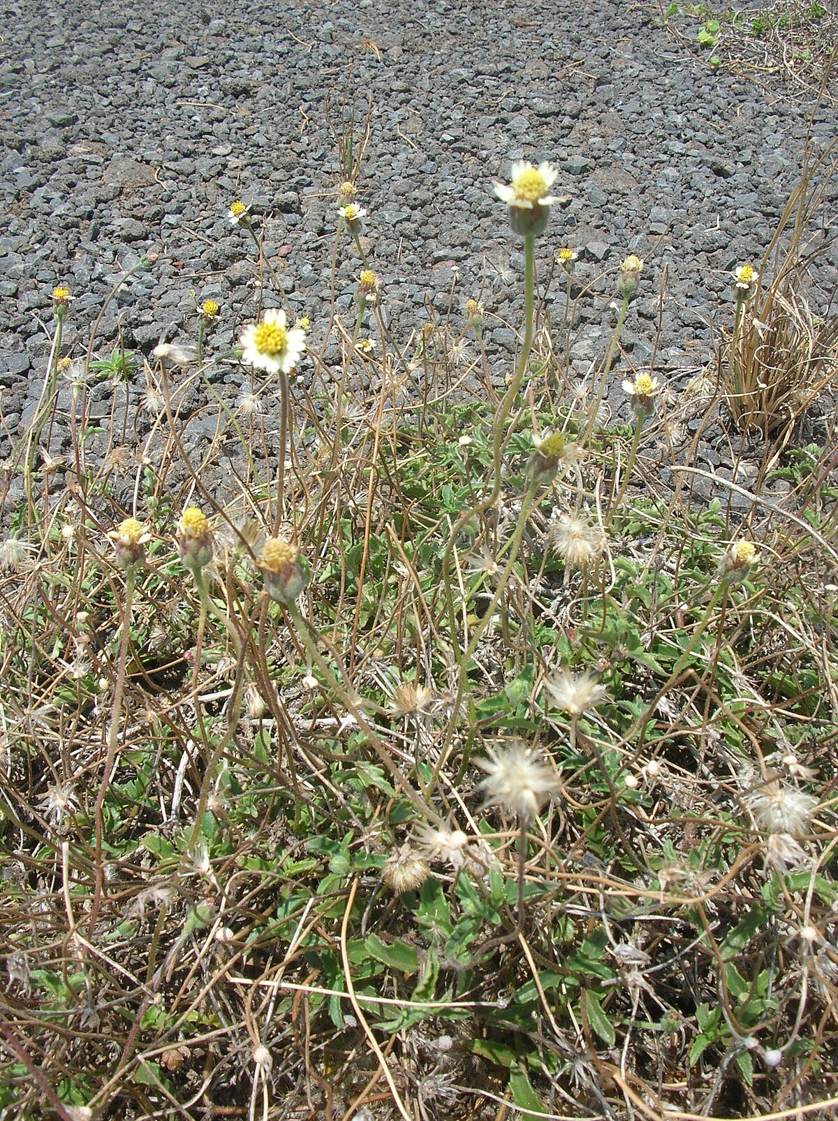 Tridax procumbens