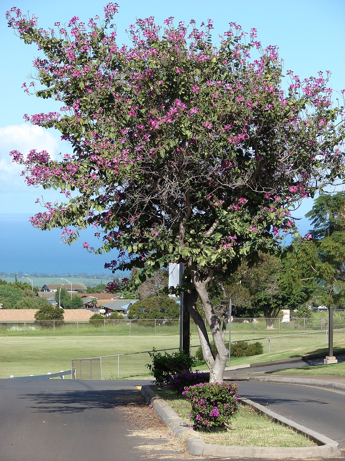 Bauhinia blakeana