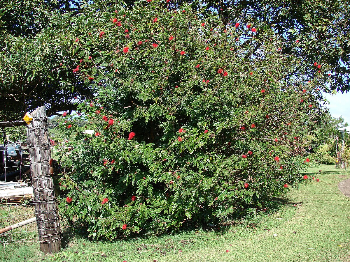 Arbre aux houppettes