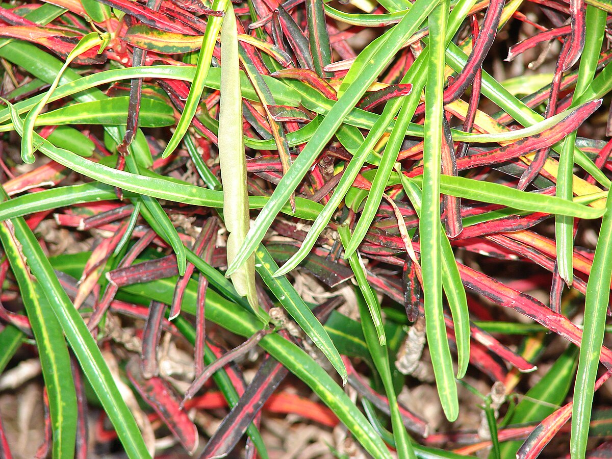 Starr 070124-3862 Codiaeum variegatum.jpg