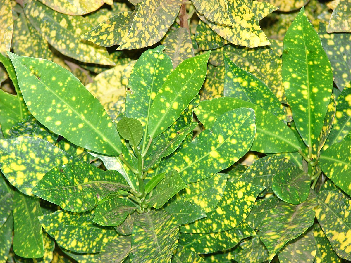 Starr 070124-3866 Codiaeum variegatum.jpg