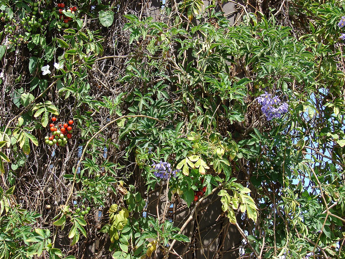 Solanum seaforthianum
