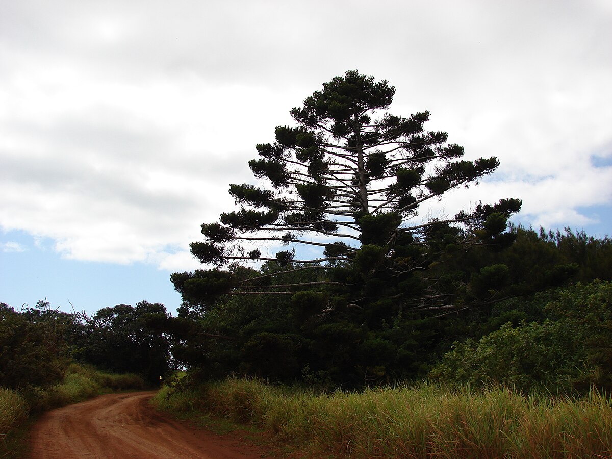 Starr 070404-6660 Araucaria cunninghamii.jpg