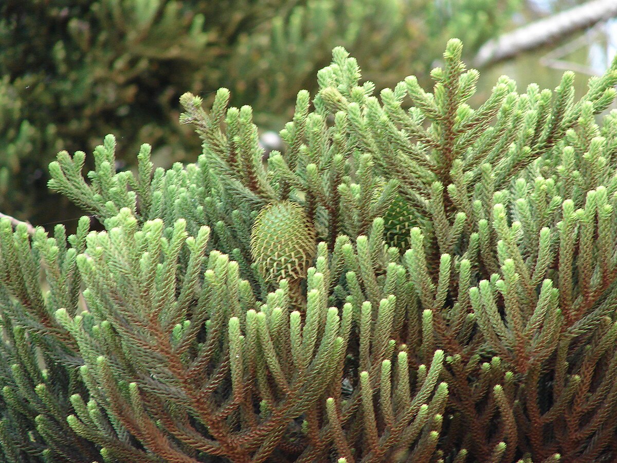 Starr 070404-6663 Araucaria cunninghamii.jpg