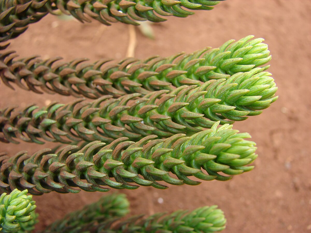 Starr 070404-6666 Araucaria cunninghamii.jpg