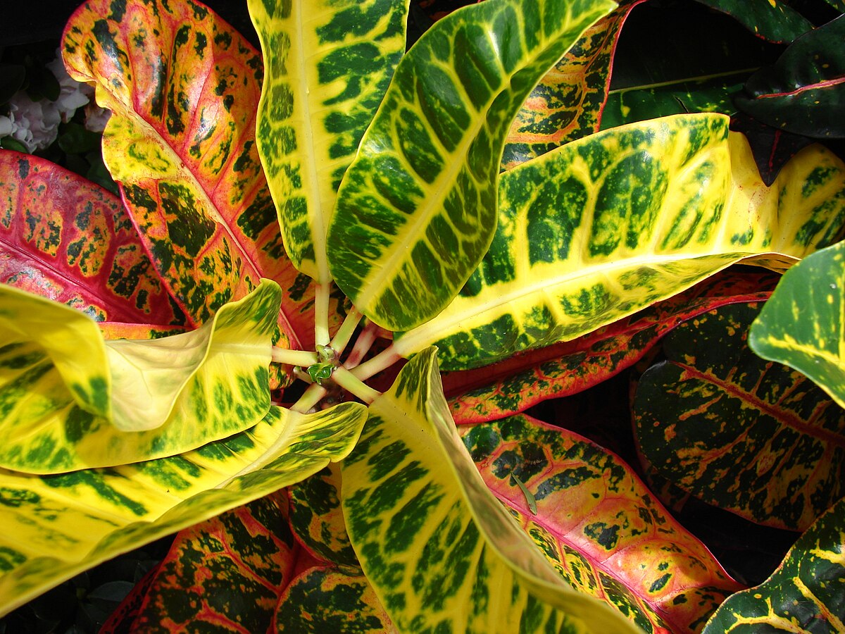 Starr 070906-8940 Codiaeum variegatum.jpg