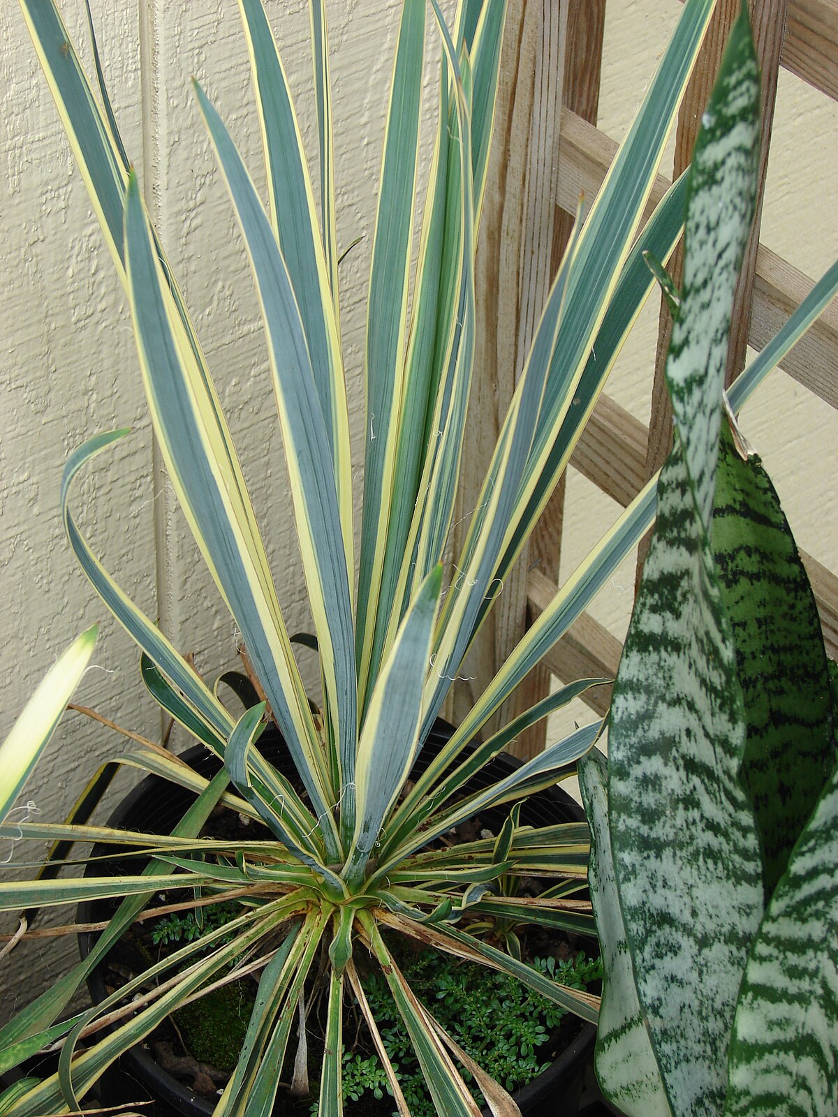 Yucca filamentosa